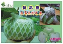 水果类种苗