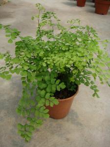 其它观叶植物